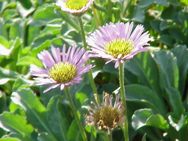 Alpine aster